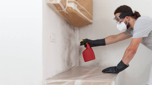 Professional Mold Removal technician working in New Braunfels, TX