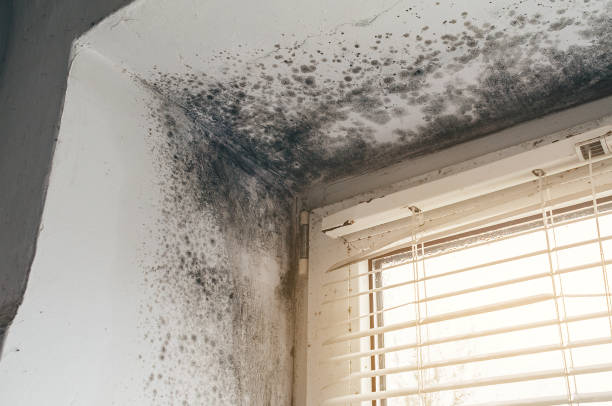 Affordable Mold Removal solutions in New Braunfels, TX